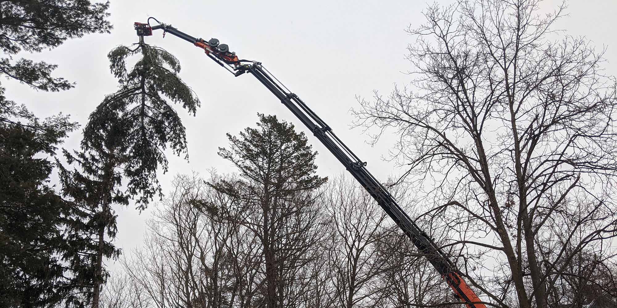 Bark Busters Tree Services of Westwood, MA. Licensed & Insured Tree Removal, Pruning, & Pest Control Arborist of Greater Boston. 781-320-9800